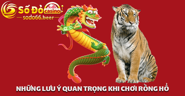 Những Lưu Ý Quan Trọng Khi Chơi Rồng Hổ